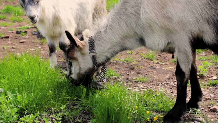  goat grazing on a field