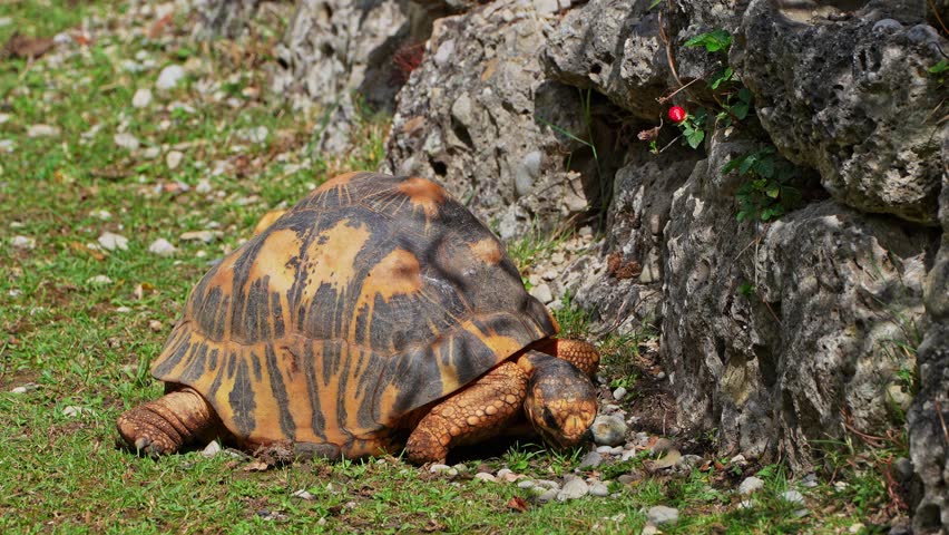 The radiated tortoise, Astrochelys radiata. This species is Critically Endangered and native to and most abundant in southern Madagascar.