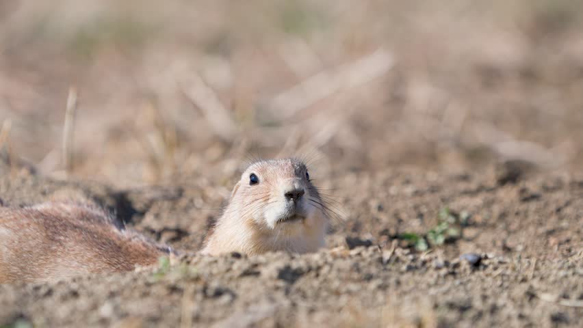 Curious Prairie Dog Peeking from Burrow – Close-Up Wildlife