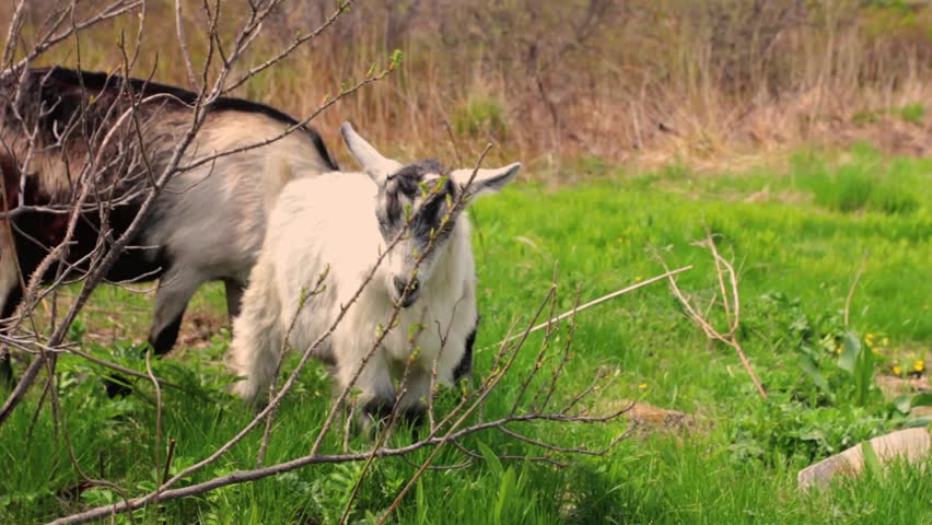  goats family grazing on a field