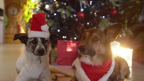 PORTRAIT: Adorable dogs wearing Santa hats and red scarves lie together near a glowing Christmas tree surrounded by gifts. Festive decorations with a joyful and cozy feeling of the winter holidays. - Powered by Shutterstock - Get 15% off with code: PIKWIZARD15