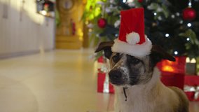 PORTRAIT, CLOSE UP: Sweet mixed breed dog wearing a red Santa hat lies near a glowing Christmas tree and wrapped gifts. Warmth and charm of the festive December season, full of joy and holiday spirit. - Powered by Shutterstock - Get 15% off with code: PIKWIZARD15