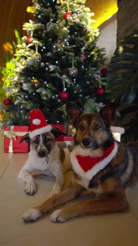 VERTICAL, PORTRAIT: Cute mixed breed dogs dressed as Santa Claus lie peacefully next to a decorated Christmas tree surrounded by presents. Furry companions and festive holiday season in December.