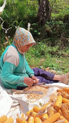 A Southeast Asian female farmer using a knife to manually shell corn kernels from cobs on a white tarp among a pile of harvested corn cobs. Focus on traditional agriculture and hard work