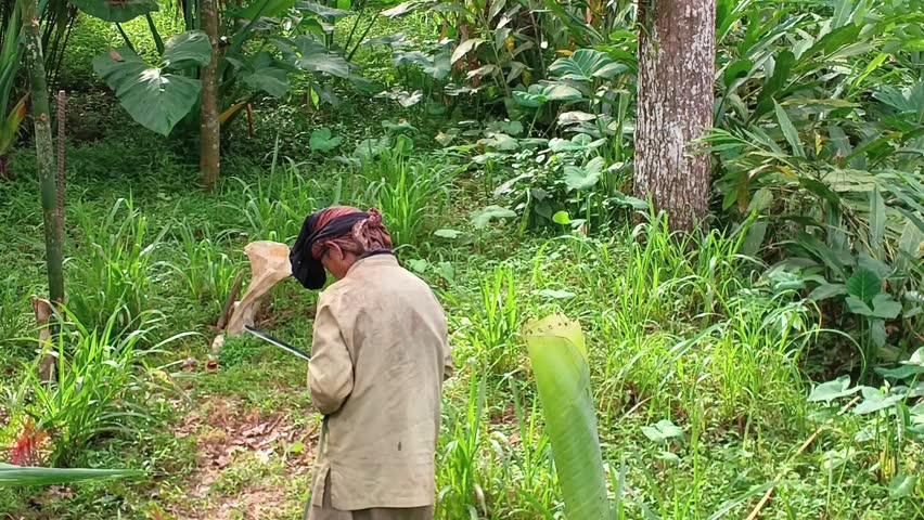 A traditional Indonesian farmer actively using a machete (golok) to process raw plant material in a lush tropical forest garden, demonstrating manual preparation for crafting or animal feed.