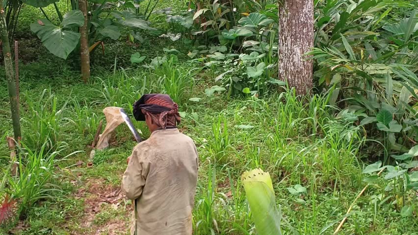 A focused Indonesian farmer, holding a large knife (machete golok), working in a dense tropical garden to prepare bamboo material for manual weaving or traditional handicraft production.