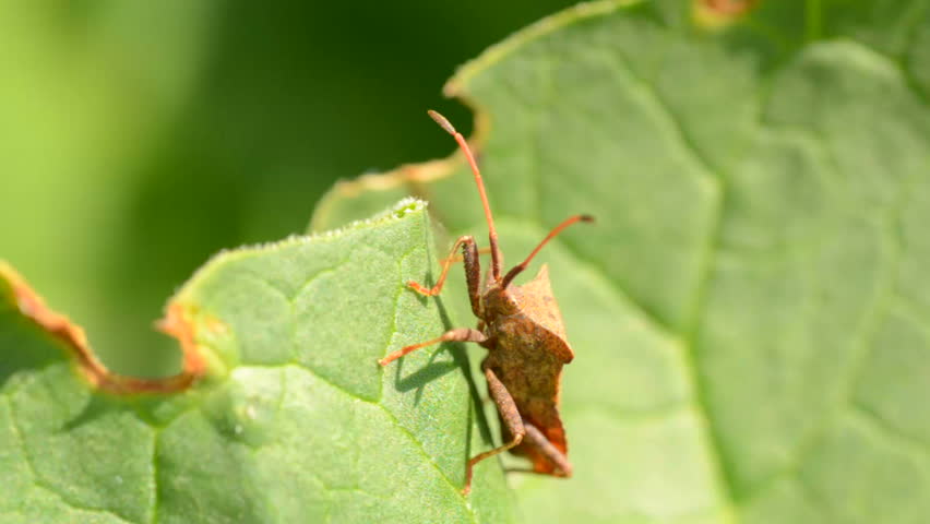 Grass bug
