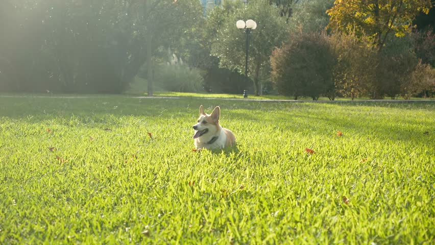 A Welsh Corgi jumps across a sunlit field with front paws lifted. The shot captures energy and excitement in an open green park.