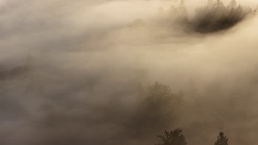 Early morning mist drifts through a forested Pacific Northwest landscape near Portland, Oregon. Fog and mist forms when moist air cools to its dew point, causing water vapor to condense.