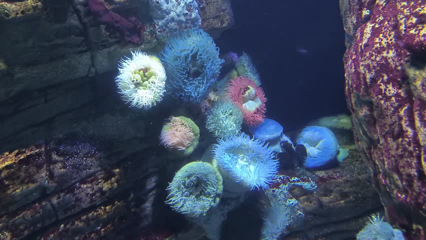 Sea anemones in an aquarium, which are predatory marine invertebrate animals belonging to the order Actiniaria.