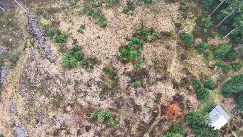 quiet forest cabin, peaceful shelter by tranquil water surrounded by thick forests and wetland areas