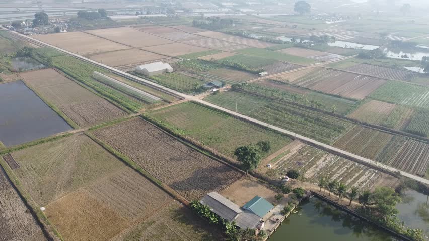 On December 28, 2023, in Thanh Hoa, Vietnam, the organic farm was lush and green, as farmers busily harvested amid a peaceful, refreshing atmosphere.