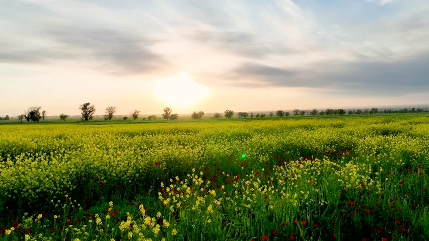 Wide view of a lush field dominated by bright yellow and red flowers with a row of trees silhouetted against a glowing, cloudy sky