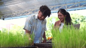 Students, male and female, studying wheat seedlings in tray, carefully collecting growth data, representing modern agricultural research, technology, education, and sustainable farming innovation. - Powered by Shutterstock - Get 15% off with code: PIKWIZARD15