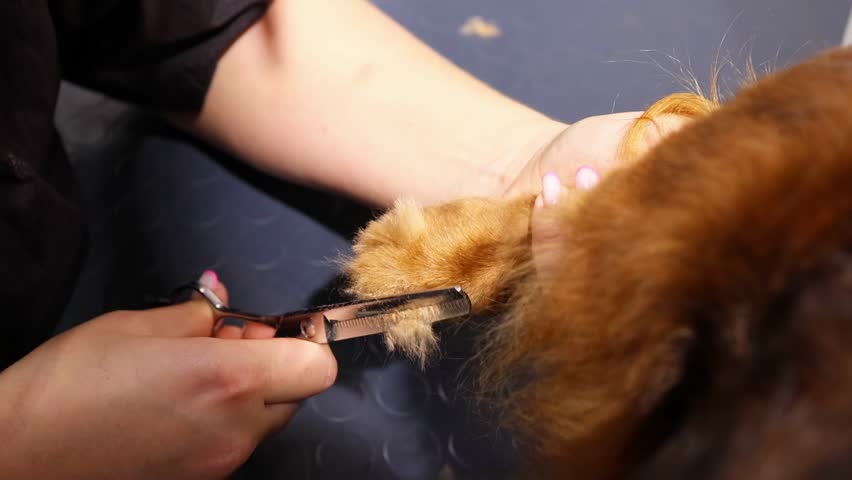 Professional groomer trims a long-haired dachshund's paw using special clippers. The dog's paw is gently held for precise care. Pet grooming, hygiene, and maintenance at professional salon
