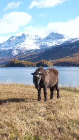 A sturdy, dark-colored horse stands on a grassy shoreline near an Alpine lake. Snow-capped mountains and a strip of golden autumnal forest frame the scene in Engadin, Switzerland.