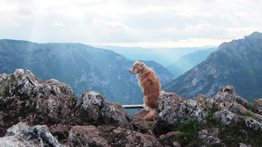A Nova Scotia Duck Tolling Retriever sits on a rock ledge looking over a valley. The quiet moment reflects peace, patience, and scenic beauty captured in 4k.