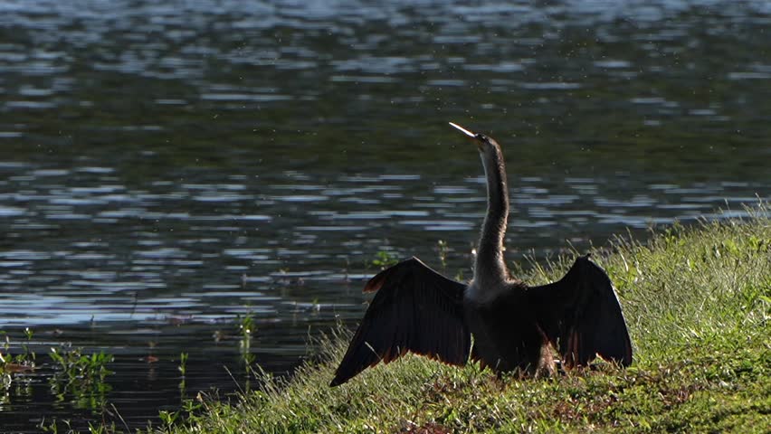 Bugs flying around an anhinga