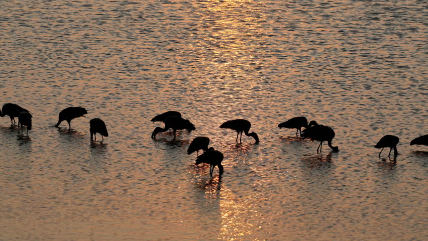 African openbill storks (Anastomus lamelligerus) foraging in shallow water at sunset, Kruger National Park, South Africa