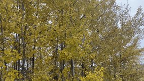 Rustling autumn leaves on forest trees - Powered by Shutterstock - Get 15% off with code: PIKWIZARD15