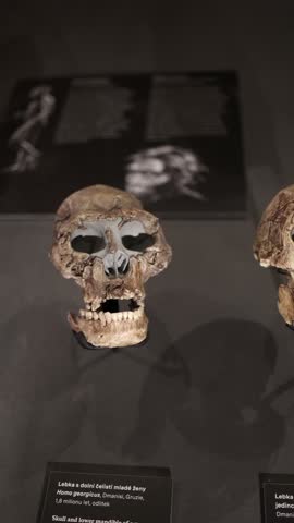 Vertical screen ancient hominid skull displayed in a museum setting showing detailed bone structure fossil preservation and scientific context highlighting human evolution and archaeological research 