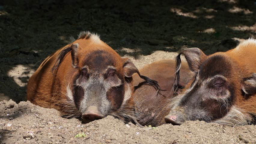 Red river hog, Potamochoerus porcus, also known as the bush pig. This pig has an acute sense of smell to locate food underground.