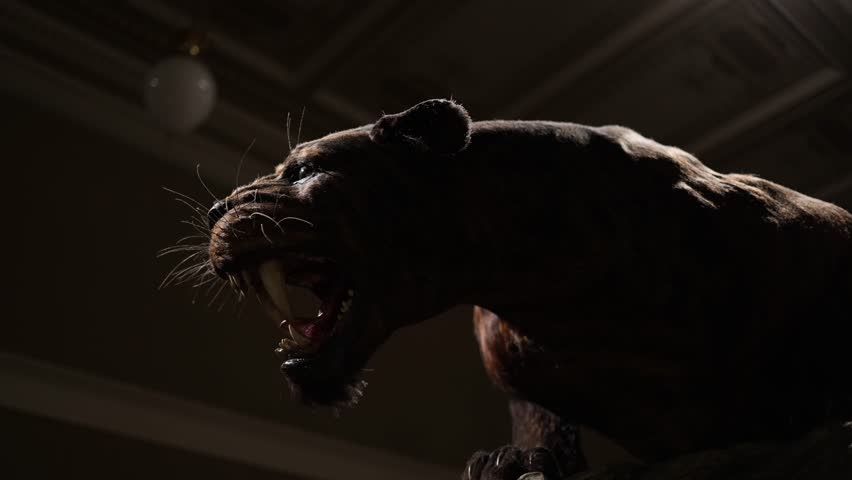 Prehistoric saber toothed predator model displayed in dramatic museum lighting showing powerful body posture and long curved fangs creating intense ancient wildlife atmosphere for education and resear