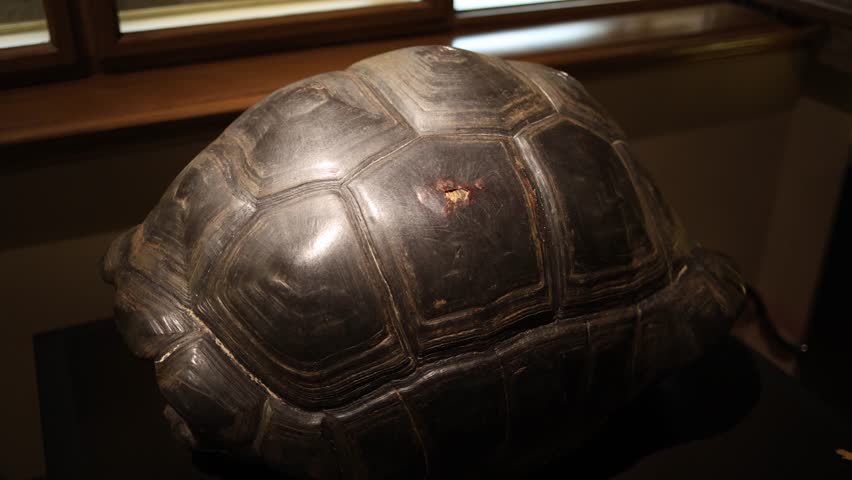 Close view of a large tortoise shell displayed in a museum setting showing natural texture layered carapace surfaces and aged markings reflecting biological heritage study and wildlife evolution curio