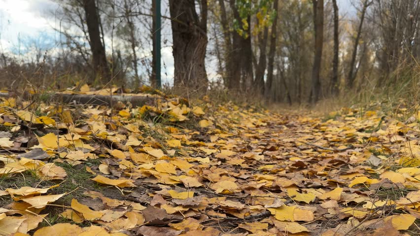 Yellow leaves cover the forest floor, creating a yellow carpet amidst the tall trees. The yellow leaves and rustic path draw attention to the calm autumn forest setting.