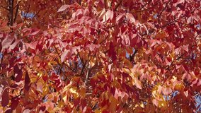 Autumn red leaves. Leaves red color. Nature fall beauty. Fall season weather. Red autumn leaf natural background. Autumn nature. Red leaves on forest tree. Seasonal autumnal tree - Powered by Shutterstock - Get 15% off with code: PIKWIZARD15