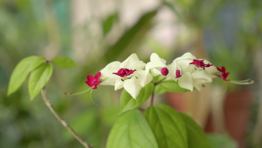 Close-up View Of A Bleeding-heart Vine Flowering Plant. Selective Focus Shot