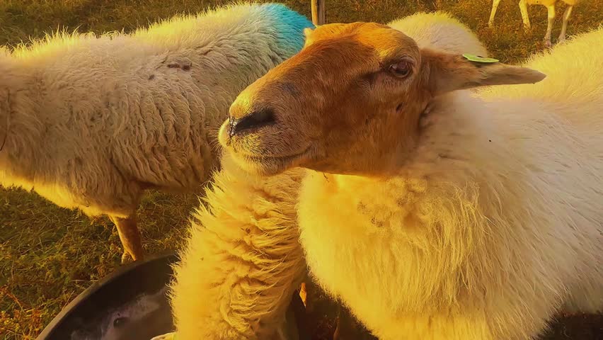A pastoral scene of domestic sheep grazing in a green field, showcasing animal husbandry, agriculture, and rural farming life.