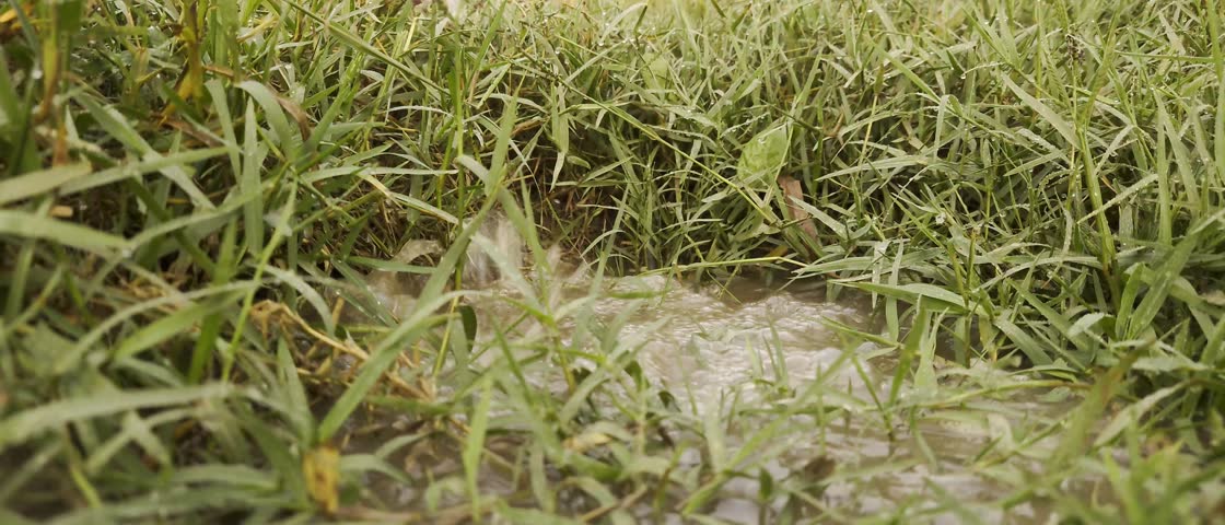 Fresh Water falling on the garden grass.