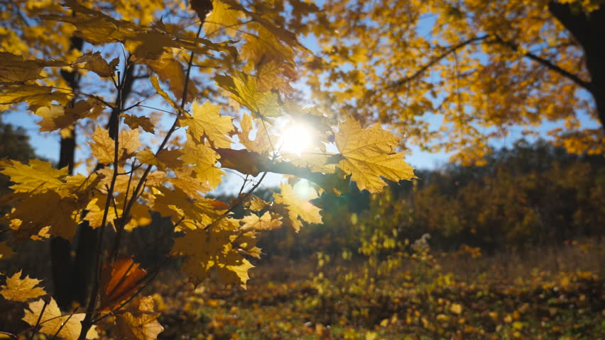 Close up of yellow maple leaves on tree branches gently sways on the wind at autumn forest. Warm sunbeams illuminates lush foliage swinging on the breeze. Beautiful colorful fall season. Slow motion