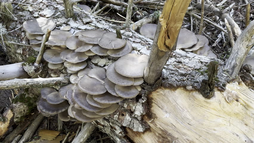 Wild Oyster Mushrooms Growing on a Fallen Forest Spruce