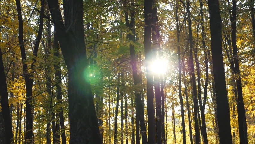 Bright sunlight breaks through high trunks of trees in autumn forest. Warm sunbeams illuminates lush branches of maple plants. Beautiful nature landscape at sunny day. Dolly shot Slow motion