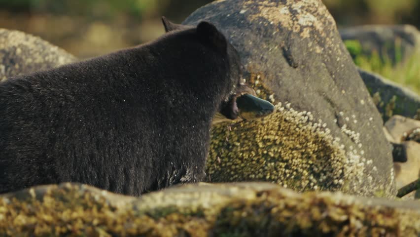 Vancouver Island Black Bear With A Salmon Fish On Its Mouth. Tracking Shot