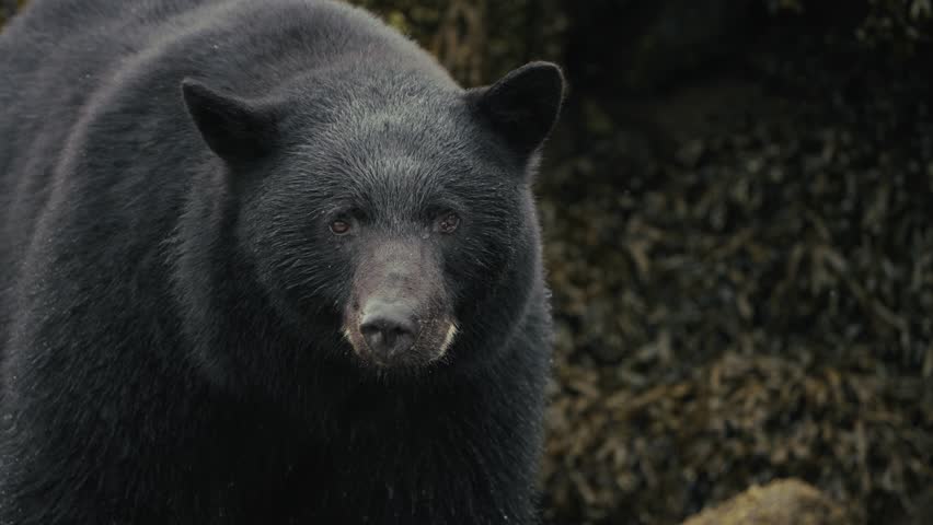 Portrait Of An Adult Black Bear Near Port Hardy, Vancouver Island, British Columbia, Canada. Close-up Shot