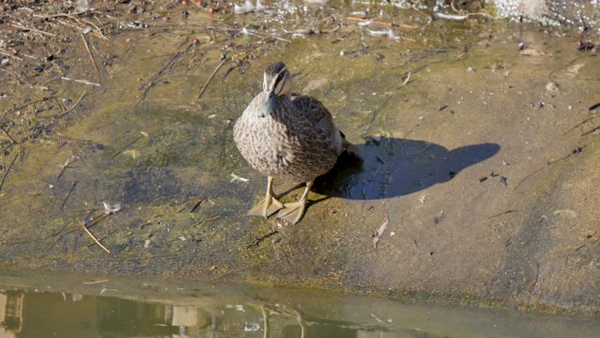 Duck next to the water on hill