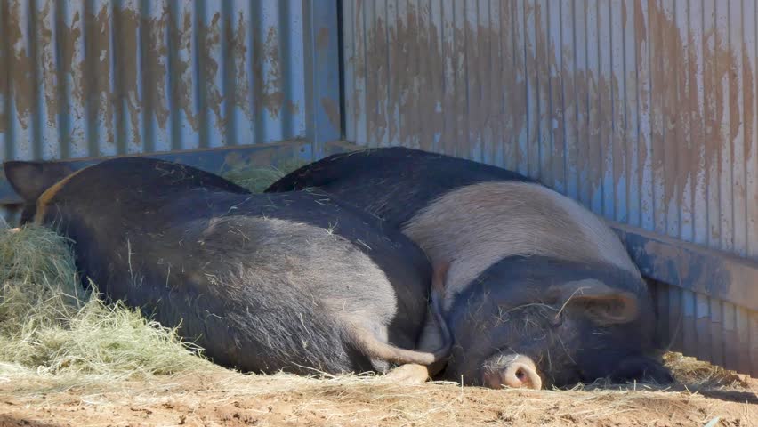 Two pigs sleeping in dirt