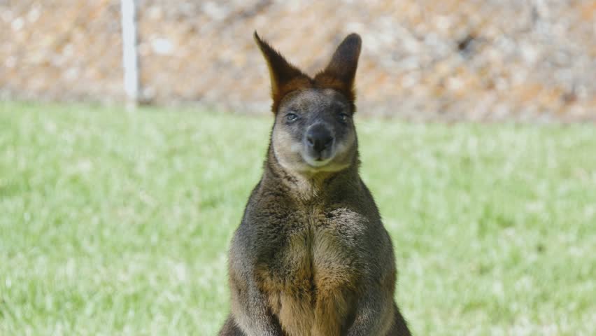 Wallaby sniffing in an enclosure