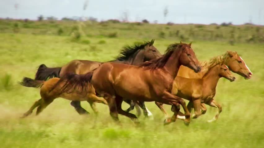  A high-definition animation of wild horses running powerfully through open fields, capturing their untamed spirit and dynamic movement in nature.
