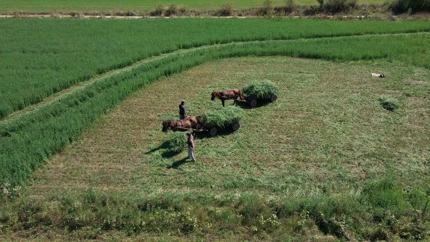 Picturesque rural setting captured from an aerial perspective, showcasing two farmers busy loading freshly harvested grass onto horse-drawn carts in a lush green field