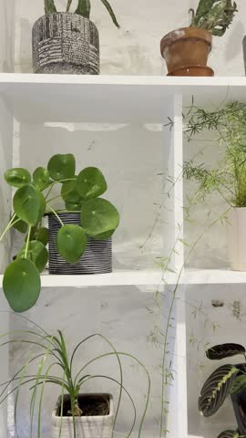 A shelving unit displaying numerous different types of house plants.