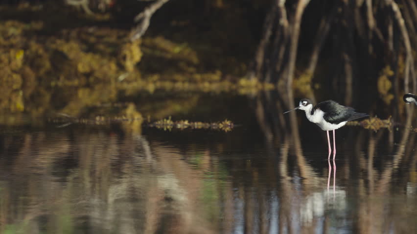 Black Necked Stilt Rousing Shaking and Ruffling Feathers in Water by Mangroves and Seaweed 3