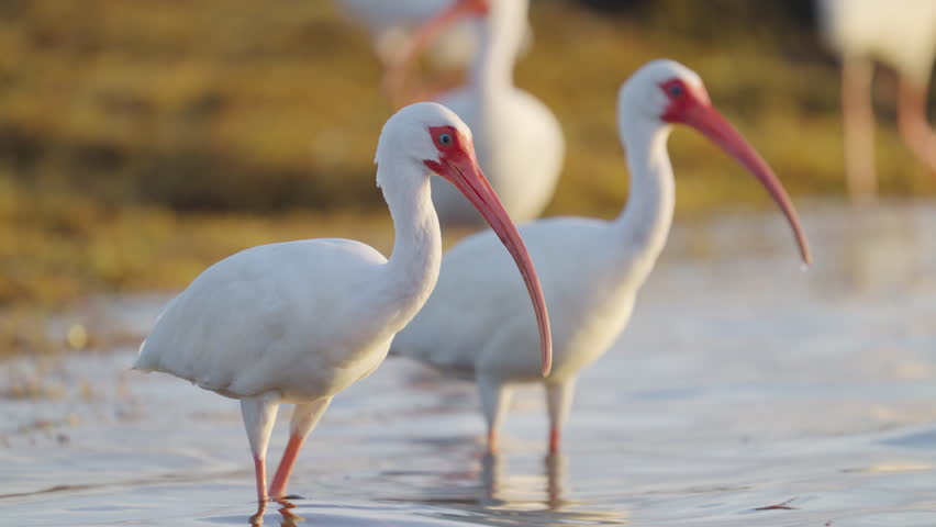 White Ibis Feeding in Ocean Water