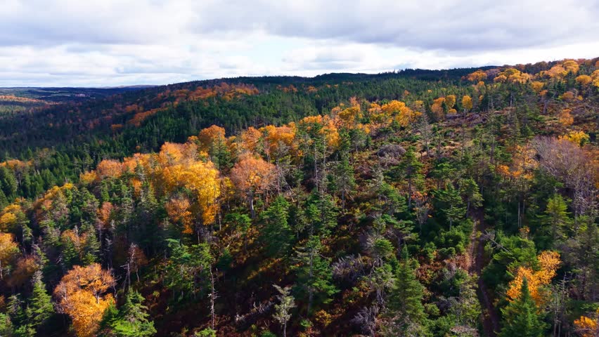 Drone crosses hillside where blazing deciduous trees meet rocky clearing with shrubs and conifers; contrast of textures and colour.