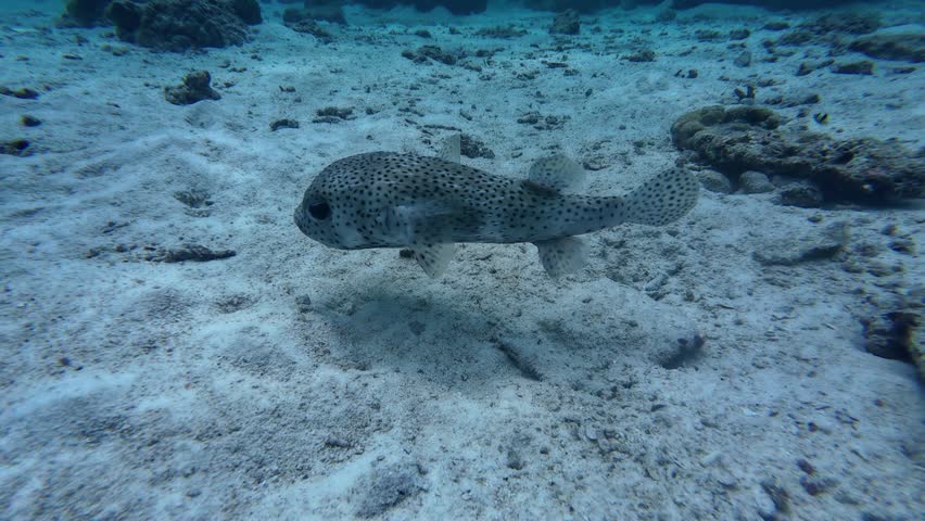 Close-up underwater image of a porcupine fish, Diodon hystrix, floating above a coral reef in deep water ( 100).