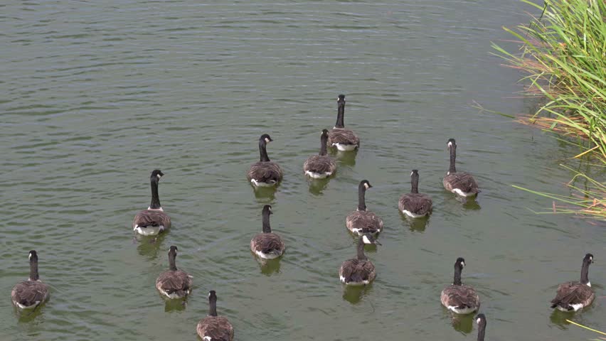 Canada Geese (Branta canadensis) flock swimming together by the edge of a lake. September, Kent, UK (Half speed)