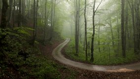 Cinematic Aerial Journey Through Misty Forest Road – Mysterious Car Drive in Wild Nature, Drone Footage with Fog and Trees - Powered by Shutterstock - Get 15% off with code: PIKWIZARD15